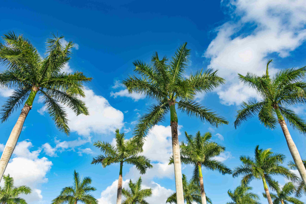 Palm trees against a blue sky, representing the coastal Florida service area of Boca Raton Bicycle Accident Lawyers.